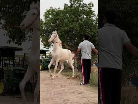 Landi buchi balkar ankhila | punjabi new songs | horse | viral videos | new songs \ shonki sardar