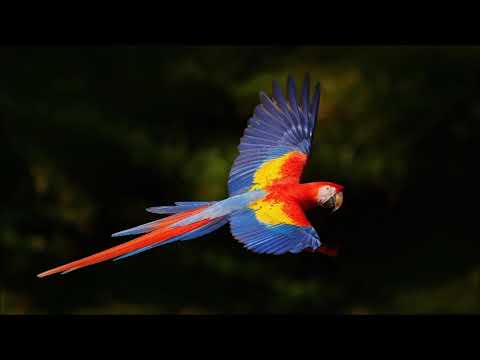 George Stephănescu (1843-1925): National overture (1876), conducted by Carol Litvin