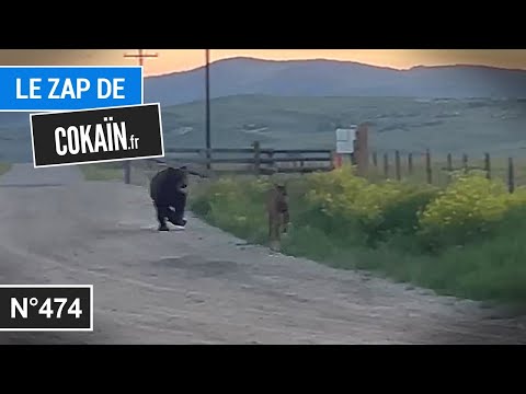Le Zap de Cokaïn.fr n°474