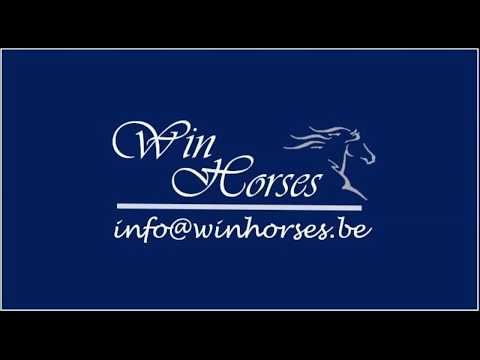 Bright Feet - 4yo gelding by Benicio x Fürst Heinrich