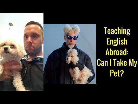Can I Take My Pet Abroad With Me When I Go Teach English Overseas?