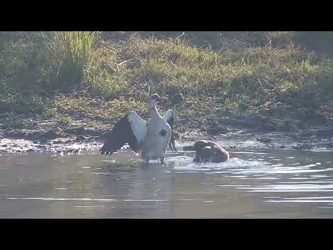 Djuma: Monitor Lizard, Egyptian Geese bathing and Arrow-marked Babbler - 06:58 - 07/02/2023