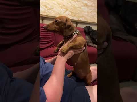 Miss Halima is live! 15 minutes only watching the 3 dogs