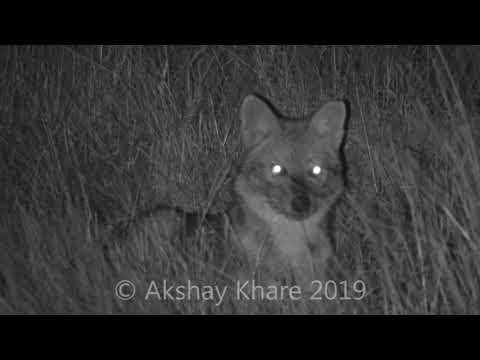 Indian Jackal - Canis aureus indicus in Infrared light