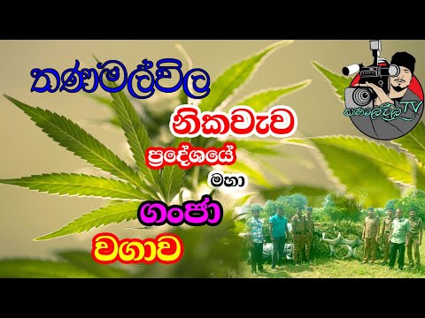 Large-scale cannabis cultivation in Thanamalwila