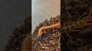 マレーシアンチェリーレッドがコオロギを捕食する動画