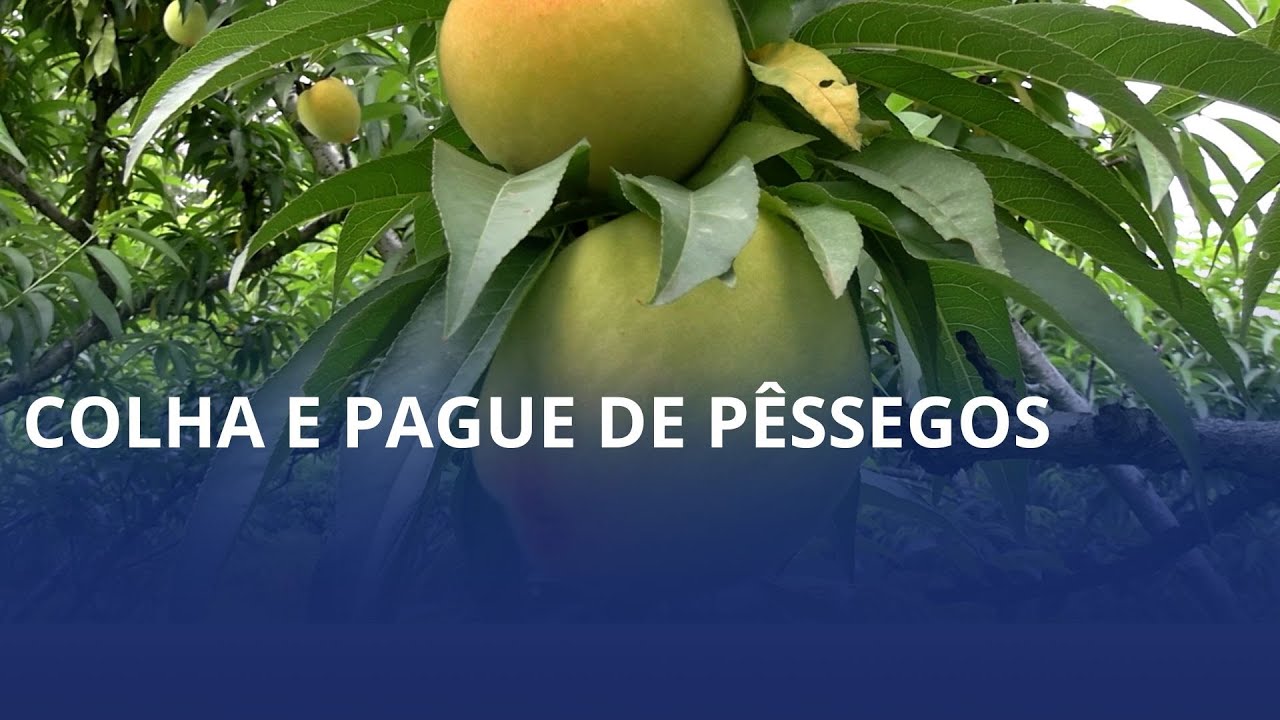  Propriedade na Serra Vencida em Presidente Getúlio já começou a venda do colha e pague de pêssegos