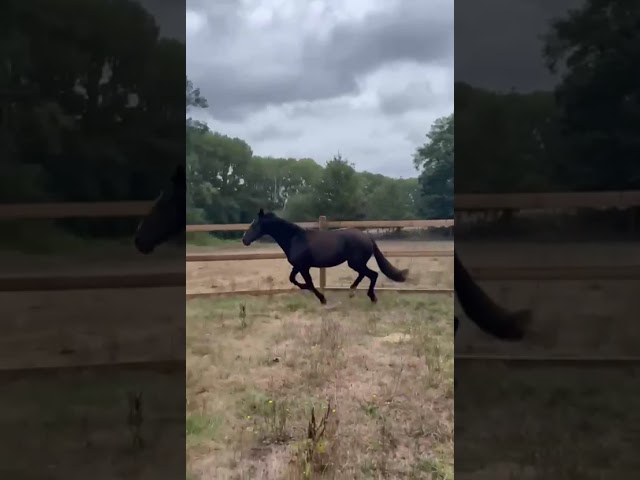 cheval M&eacute;rens robe remarquable