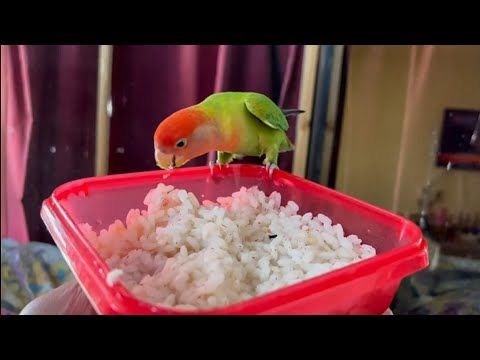 Cute African Lovebird Mango Eating Rice || What Should You Feed Your Bird || Lovebird Feeding 🌾