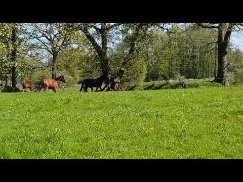 Marthilda.. Don Martillo x Royal Hit *2018