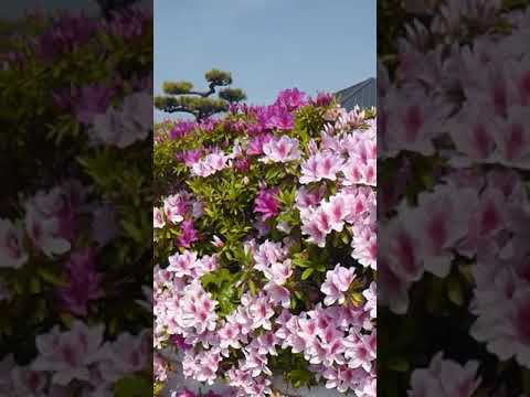 屋内のつつじ 植物