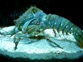 lobster removing his shell amazing video