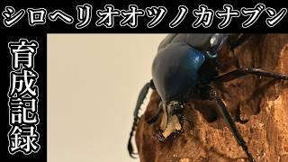 [シロヘリオオツノカナブン]おしゃれなカナブン[育成レポート]