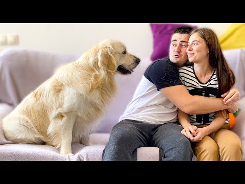 retriever fájó ízület