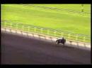 Flanders Frizette Stakes 1994 - destroys the field!