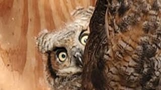 Rescue owl has sweetest reaction to toy