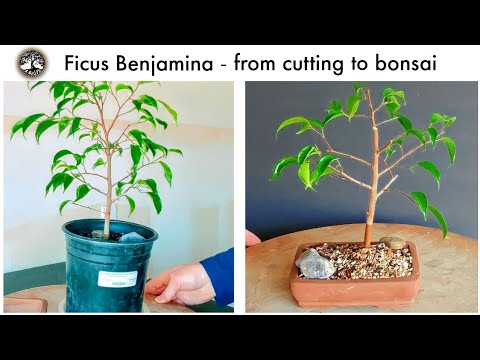, title : 'Ficus Benjamina - from cutting to bonsai'