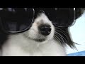 Adult Swim 2011 Early 2014 Bumps Animals Beach Dog