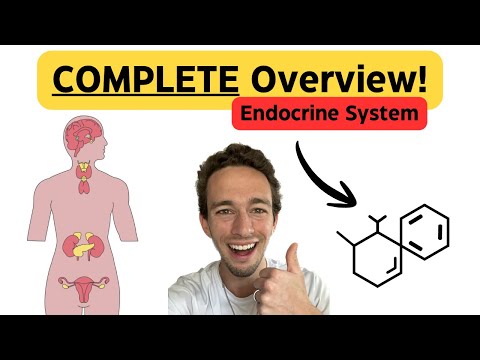 Endocrine System | Everything you NEED to Know! | Hormones, Glands & Feedback Loops