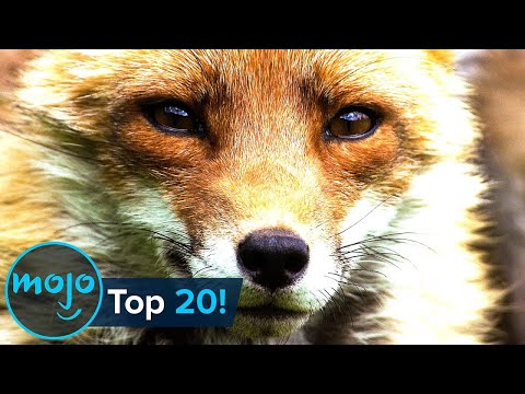 Top 20 Most Intelligent Animals
