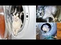 Cat Vs Washing Machine