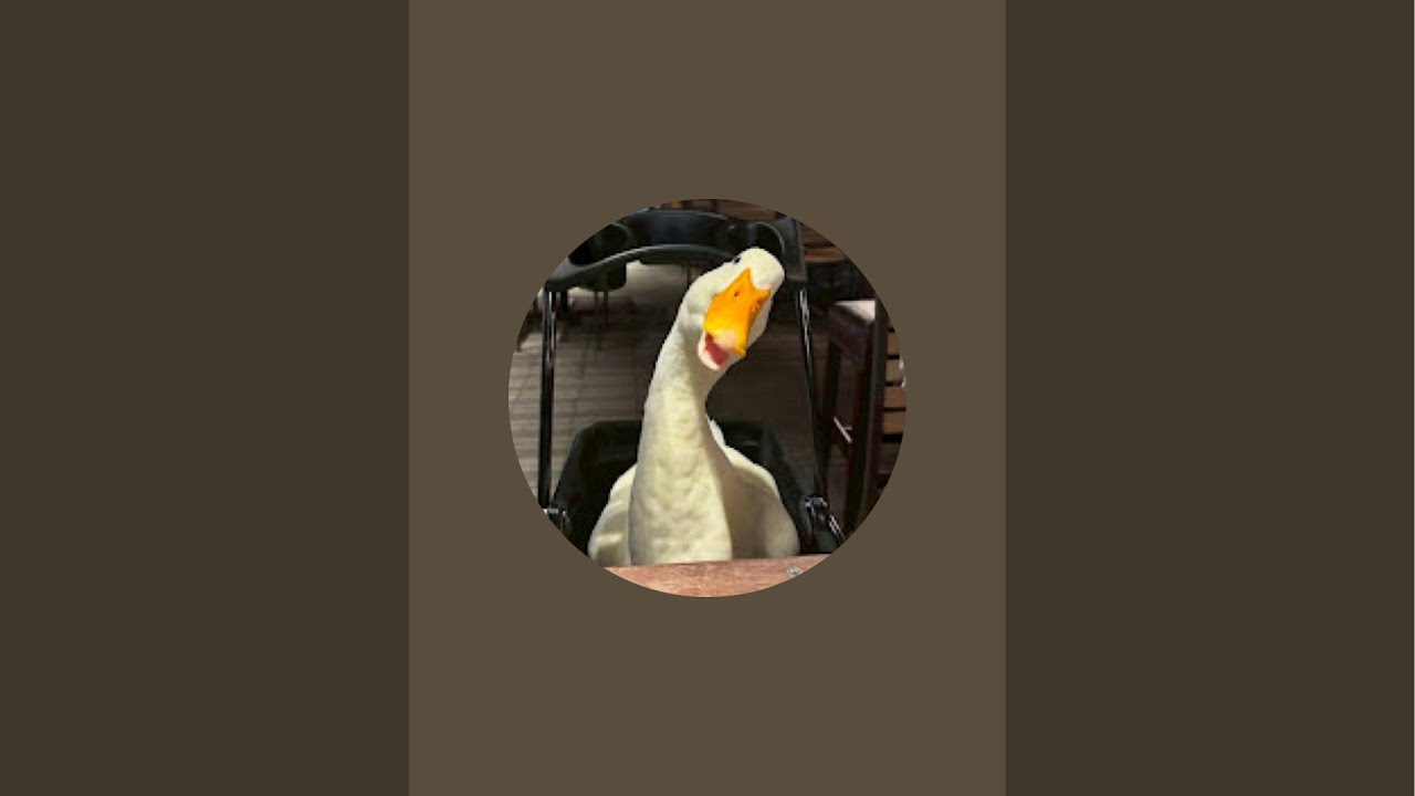 アヒル無しでは生きていけない身体になってしまった がライブ配信中！