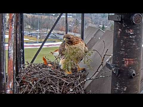 Cornell Hawks' Nest Building Intensifies As Arthur Delivers First Greenery | Feb. 21, 2026