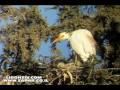 Birds Of Israel Cattle Egert אנפית בקר