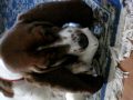 Basset Hound Gracie Lou Her Doggy Friend Alice Chewing On Bones