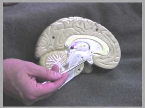 Structures of the Brain, Part 1