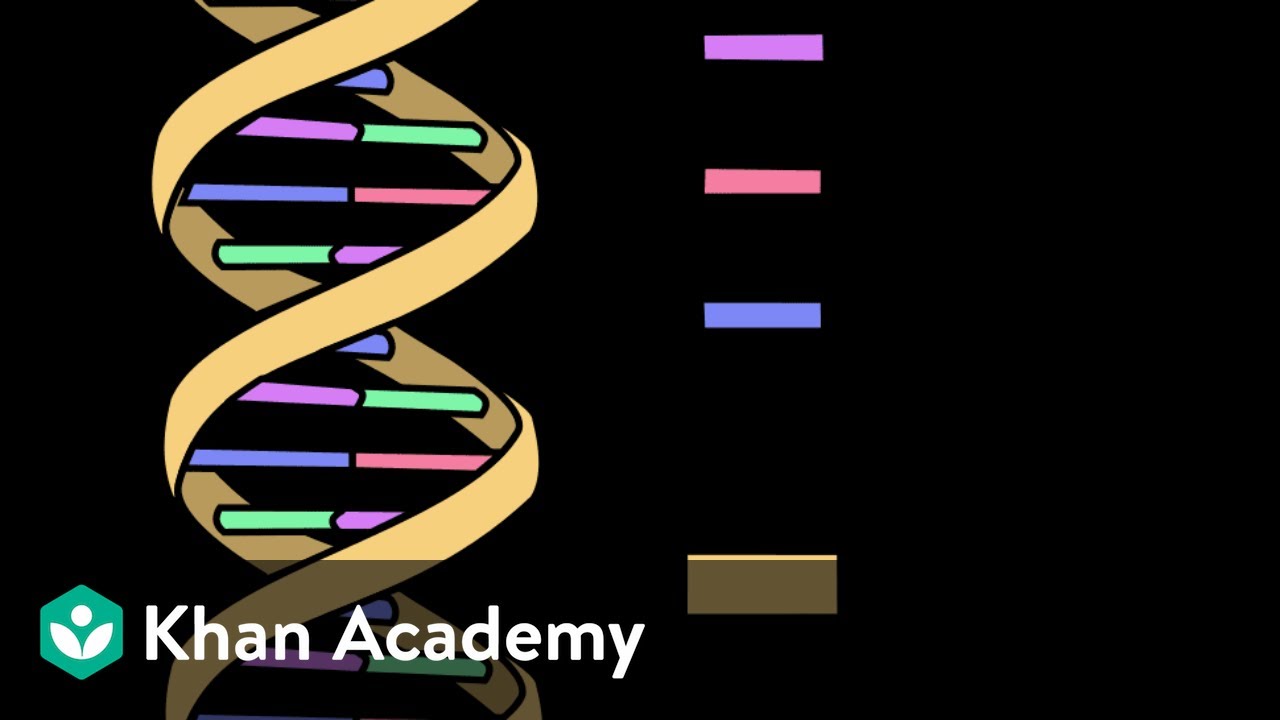 Nucleic Acids | Biomolecules | Biology | Khan Academy