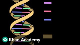 Nucleic Acids | Biomolecules | Biology | Khan Academy