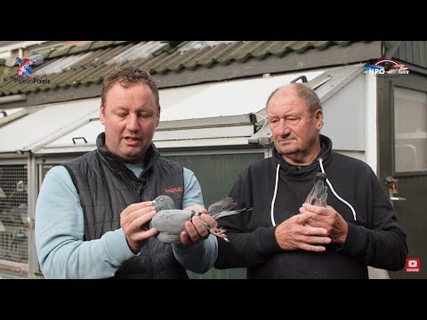 Nat. NPO/WHZB/TBOTB '23 winners: 1st Short Distance Nominated - W.B. de Kruijf, Woerden