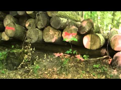 MongoTV_561 - Del 20 - Fede John På Skovtur Og Søndagsudflugt - 23.August 2015