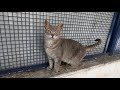 Grey Cat Lying In Front Of The Fences She S Meowing For Food