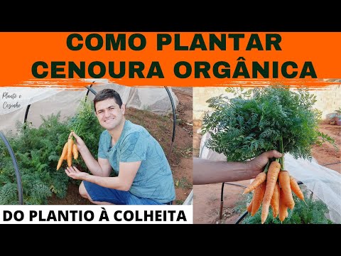 COMO PLANTAR CENOURA ORGÂNICA NA HORTA DE CASA DA FORMA CERTA. COMPLETO: DO PLANTIO A COLHEITA Ep76