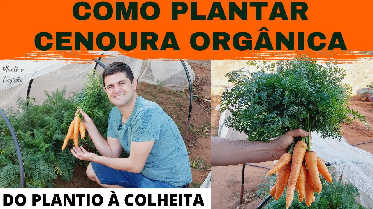 COMO PLANTAR CENOURA ORGÂNICA NA HORTA DE CASA DA FORMA CERTA. COMPLETO: DO PLANTIO A COLHEITA Ep76