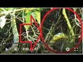 Serpiente Voladora de Dos Metros De Largo en México