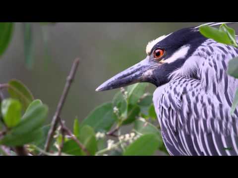 Maps and Diagrams - Jasper