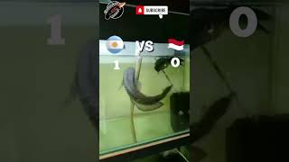 Download lagu channa barca (argentina) vs channa maru (indonesia) #channa #timnasindonesia mp3