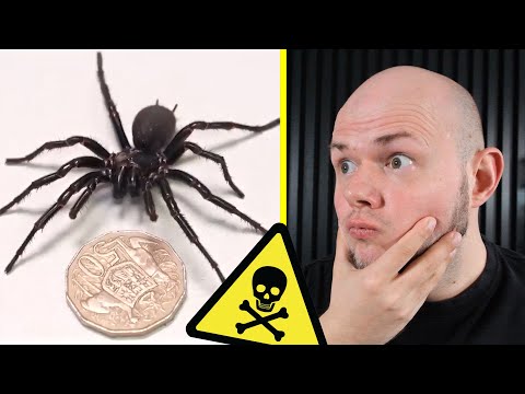 Ugryzienie tego pająka może zabić w 15 minut! - NIEZWYKŁE ZNALEZISKO w AUSTRALII!
