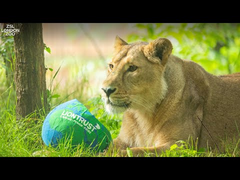 Arya marks World Lion Day at ZSL London Zoo