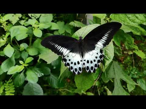 オペラ　「ある晴れた日に」　Uｎ   bel  di  vedremo