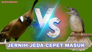 Download lagu DUET MAUT Animasi Cililin vs kapas tembak paling jossssss - Masteran cililin dan kapas tembak mp3