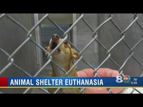 Animal shelter euthanasia