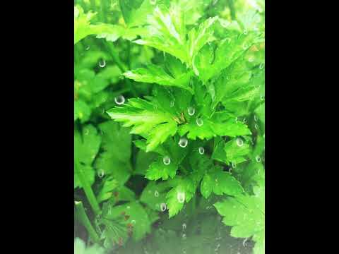 download lagu mp3 mp4 Parsley Wallpaper, download lagu Parsley Wallpaper gratis, unduh video klip Parsley Wallpaper
