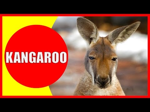 Kangaroo for Kids - Facts and Information about Kangaroos for Children, Kangaroo Videos | Kiddopedia