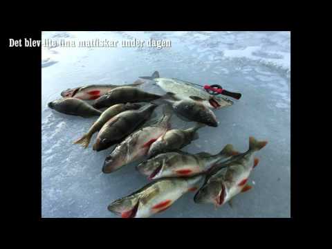 Isfiskeri efter aborrer
