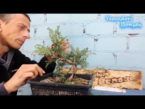 Prebonsai Wacholder bearbeiten eines 4 Jahre alten Baums (Juniperus communis Hibernika )