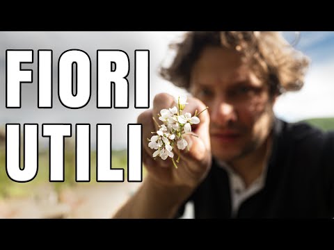 , title : 'Fiori utili in orto | la Lobularia'